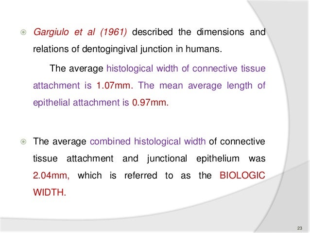 dimensions and relations of the dentogingival junction in humans